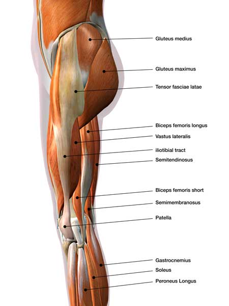 leg-anatomy
